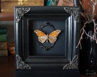 Insect taxidermy Real framed butterfly with silvery white dots Gulf fritillary - preserved butterfly art display