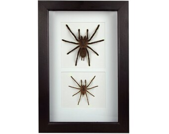 Set! Female and male Chilobrachys sp. kaeng krachan tarantulas / real spider unusual wall decor frame wood wooden frame art