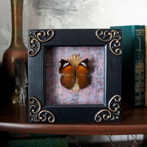 Framed butterfly / science arthropod home wall real butterfly decor education creepy insect