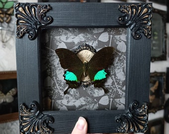 Real framed butterfly artwork / butterfly art decor taxidermy oddities and curiosities home decor entomology frame