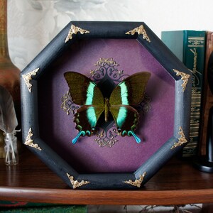 Witchy aesthetic decor Real butterfly frame / victorian goth decor papilio witchcraft decor witchy things image 2