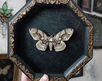 Real Brahmin moth in a decorated frame / insect taxidermy butterfly framed art gothic oddity home decor