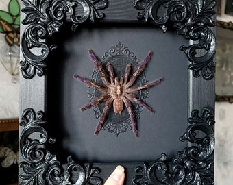 Real framed tarantula Gooty sapphire aka Poecilotheria metallica