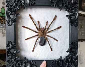 Real framed preserved spider I taxidermy tarantula I gothic home decor animal oddities and curiosities