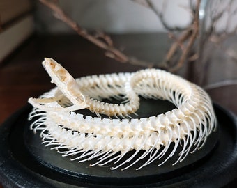 Taxidermy snake skeleton in a dome / insect taxidermy gothic home decor taxidermy oddities curiosities witchy frame