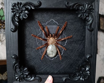 Skeleton tarantula with labradorite stone / taxidermy tarantula goliath birdeater preserved spider