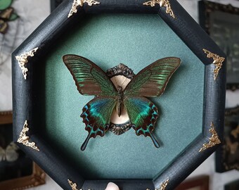 Butterfly taxidermy framed art / butterfly wall decor / entomology insect frame taxidermy oddities gifts