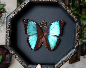 Real butterfly wall decor Deidamia blue Morpho / framed butterfly artwork natural history gothic home decor