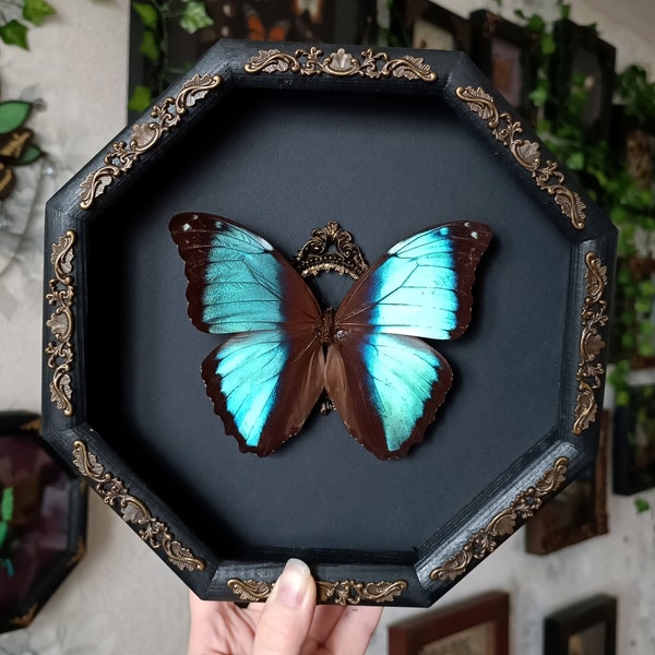 Real butterfly wall decor Deidamia blue Morpho / framed butterfly artwork natural history gothic home decor