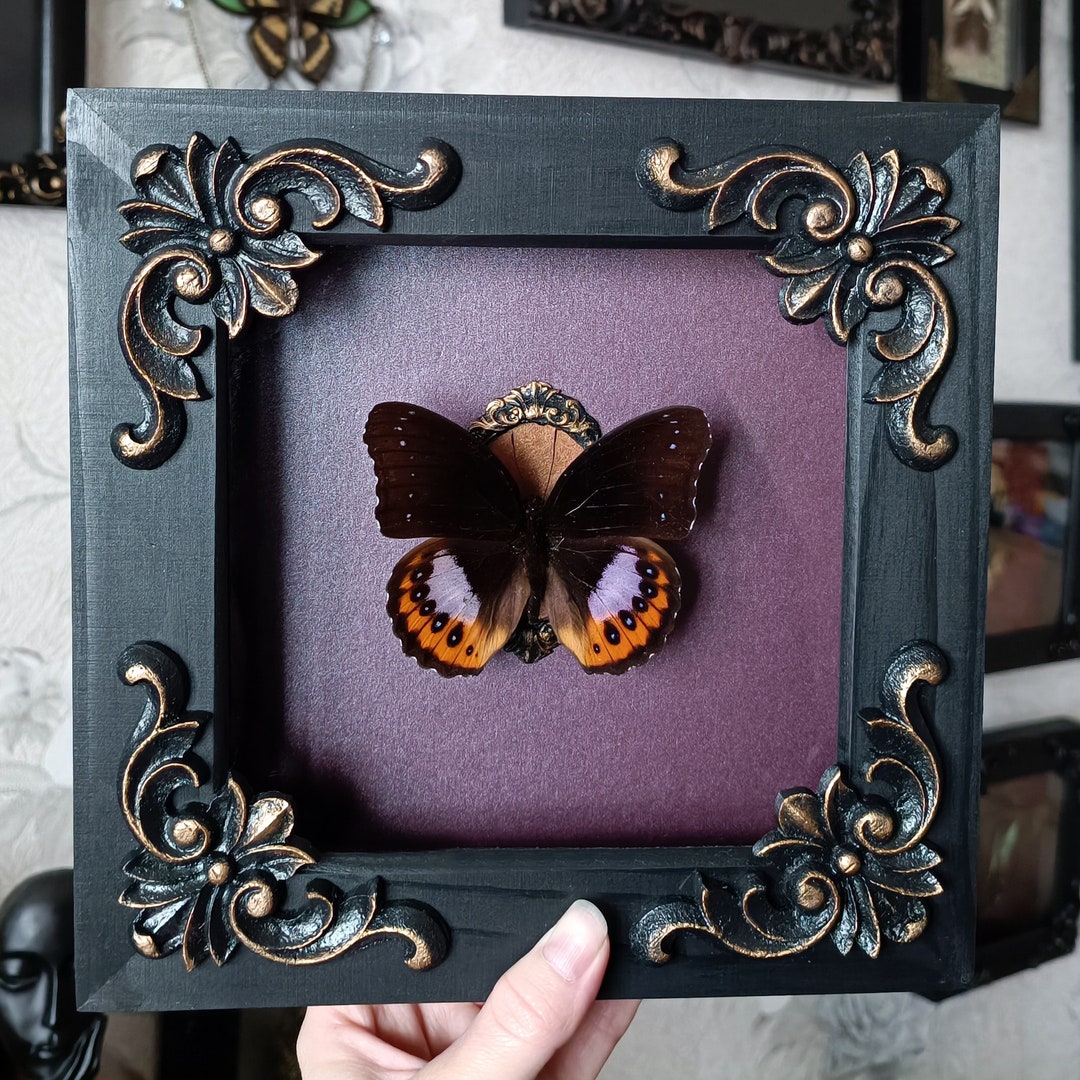 Insect Taxidermy Real Butterfly Frame / Wall Decor Butterfly Etsy