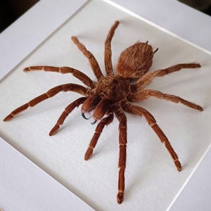 Real framed preserved spider Bronze tarantula gothic home decor animal oddities and curiosities