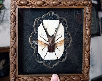 Real beetle frame victorian goth decor witchy aesthetic taxidermy oddities and curiosities