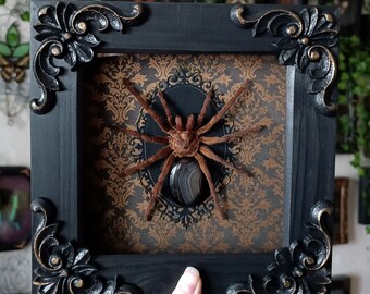 Bronze tarantula with crystal abdomen / taxidermy tarantula goliath birdeater preserved spider