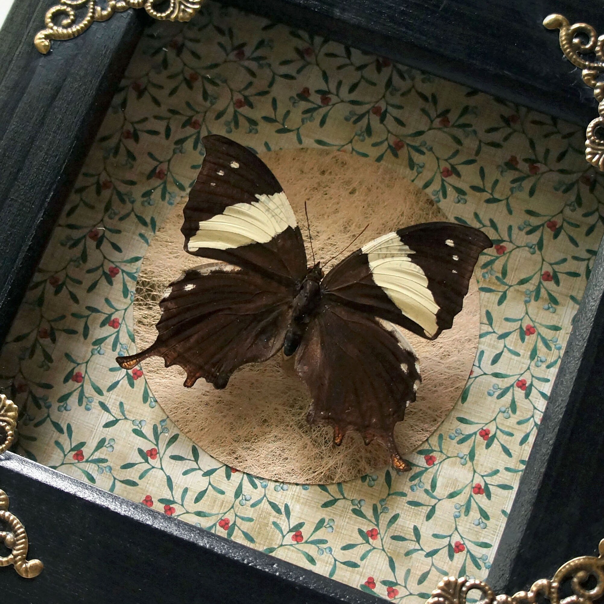 Real Butterfly Frame Artwork / Framed Butterfly Art Decor Etsy