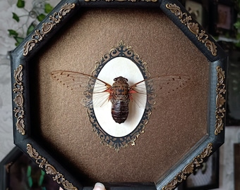 Large! Framed cicada / real butterfly frame art wall art artwork butterfly taxidermy framed preserved butterfly