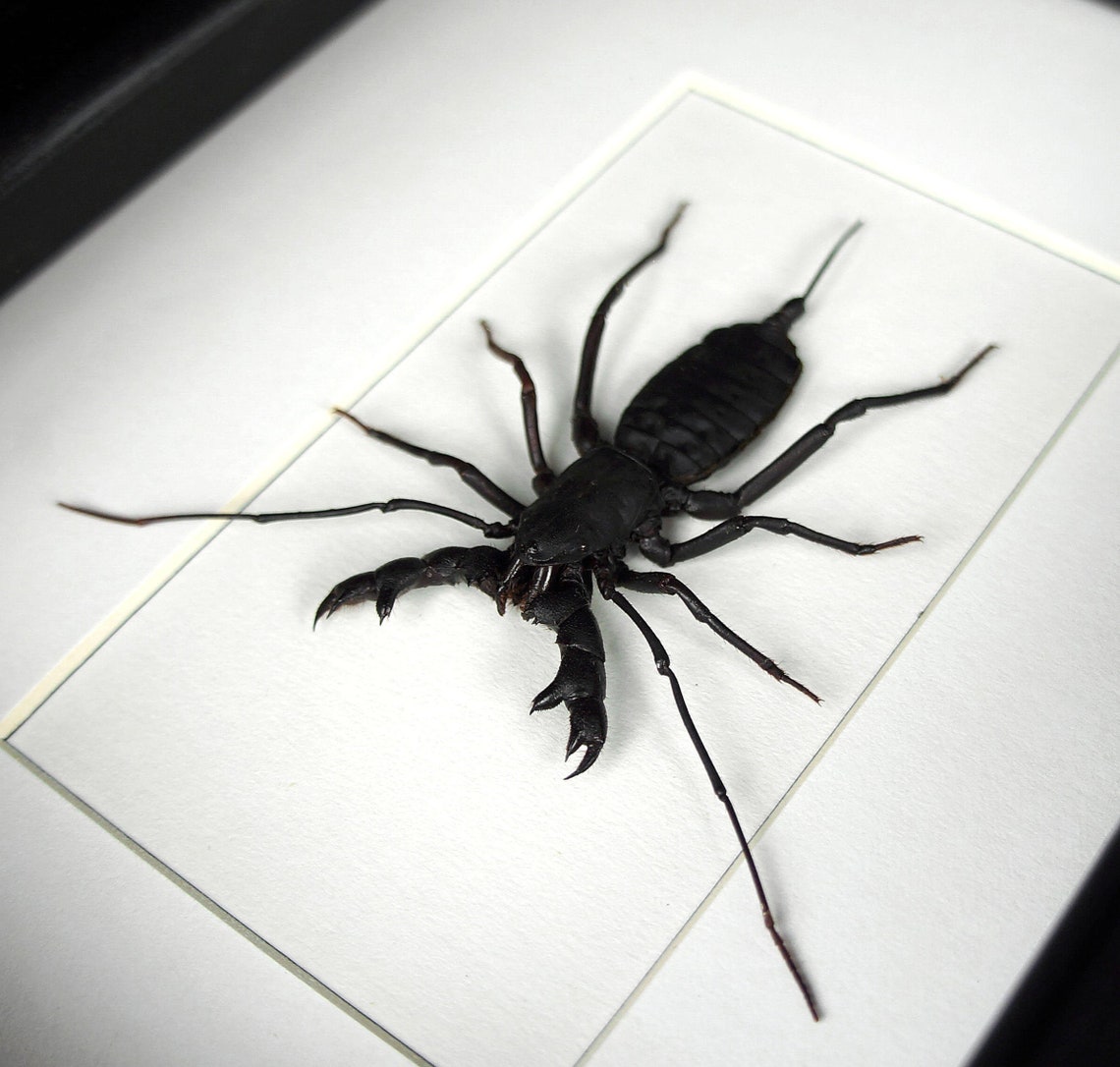 Real framed Tailless Whip Scorpion / arachnid vinegaroon Etsy