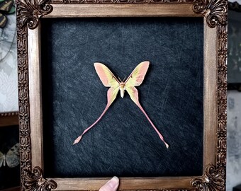 VERY RARE ! Chinese moon moth wall hanging / insect taxidermy butterfly framed art gothic oddity home decor