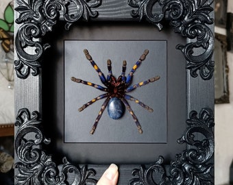 Gooty sapphire aka Poecilotheria metallica Underside! - real framed tarantula taxidermy spider