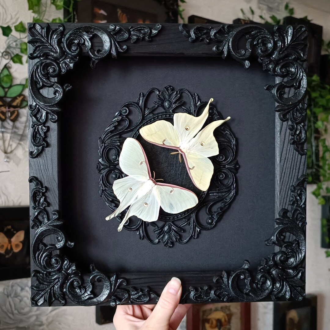 Collection Luna Moths Butterflies / Butterfly Wall Art Taxidermy Framed ...
