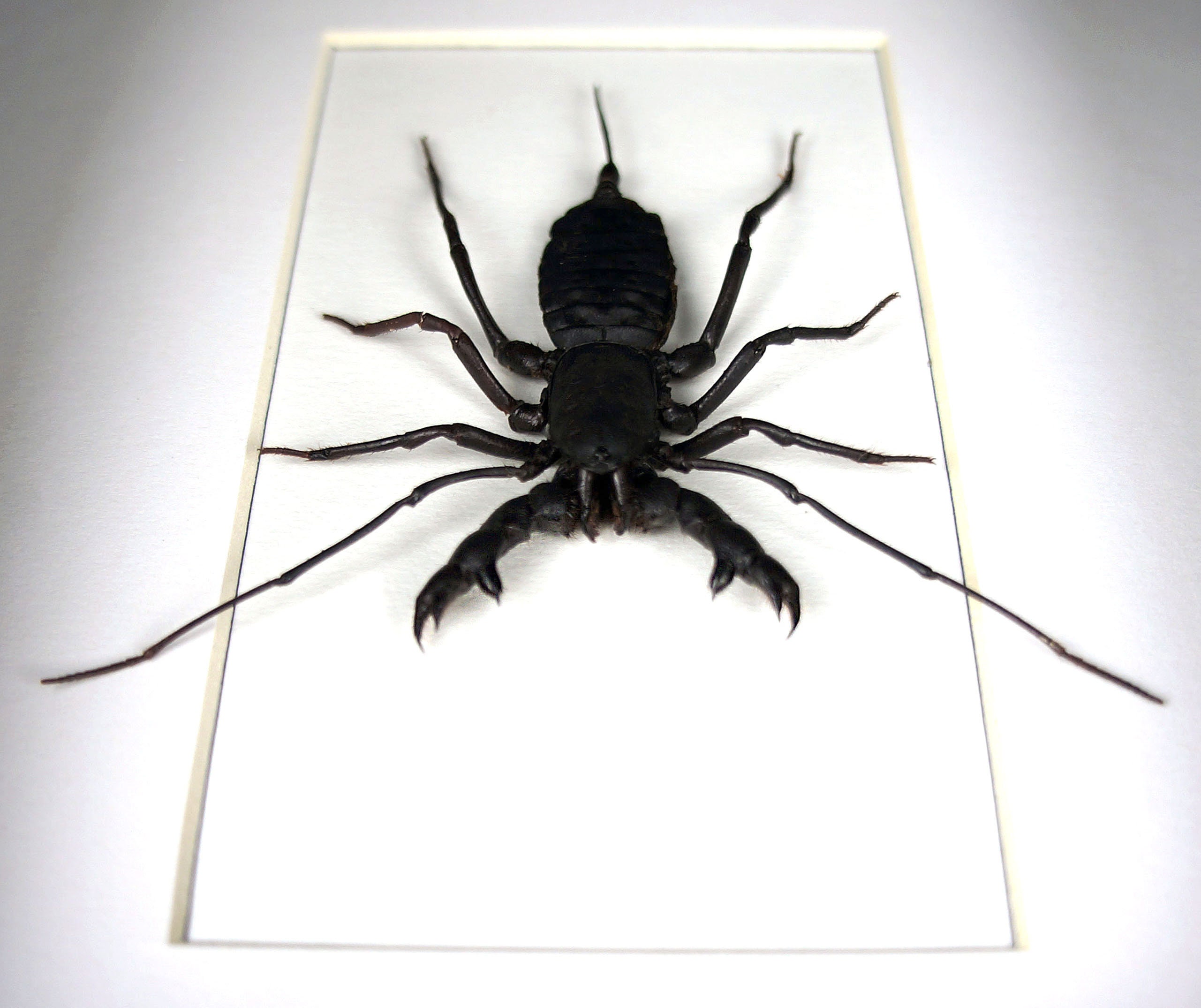 Real framed Tailless Whip Scorpion / arachnid vinegaroon Etsy