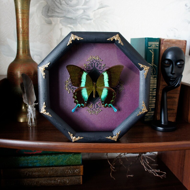 Witchy aesthetic decor Real butterfly frame / victorian goth decor papilio witchcraft decor witchy things image 1