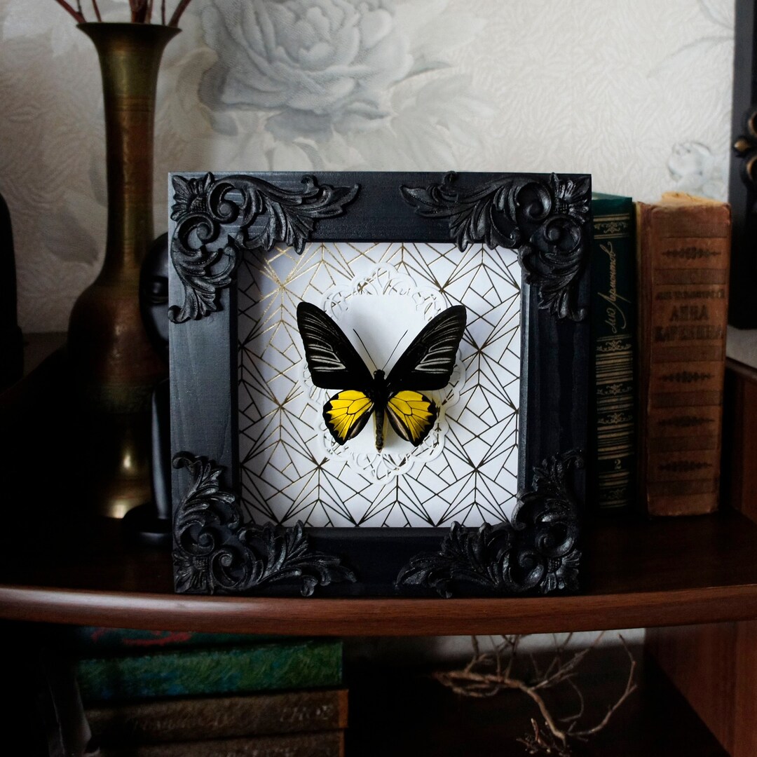 Insect Taxidermy Real Butterfly Frame / Wall Decor Butterfly Etsy