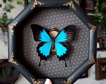 Real butterfly frame Ulysses butterfly aka Blue emperor entomology display oddity gallery wall decor