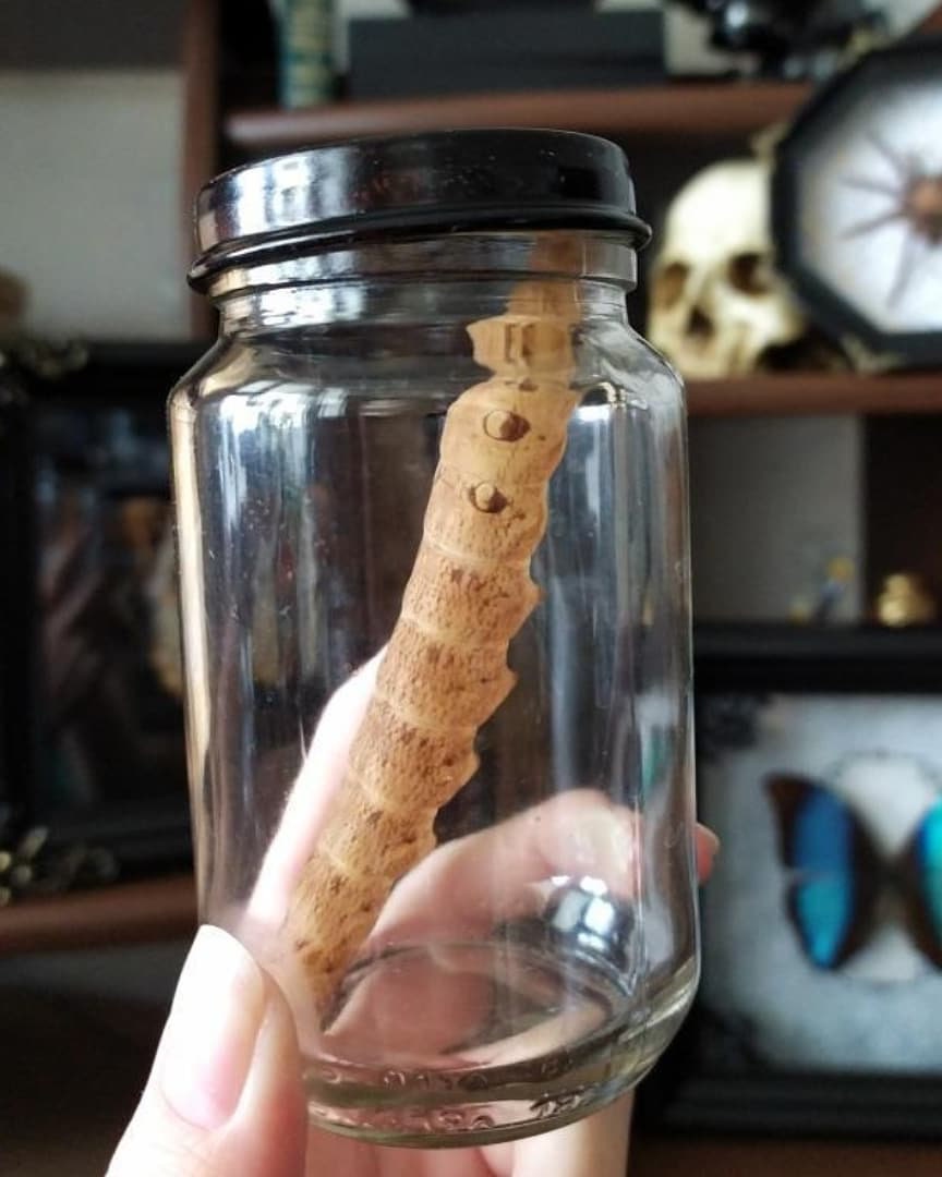 Real inflated caterpillar in a jar Etsy