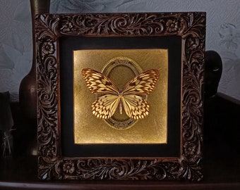 Insect taxidermy framed butterfly / gothic home decor taxidermy oddities goth curiosities dead insect entomology frame animal oddities