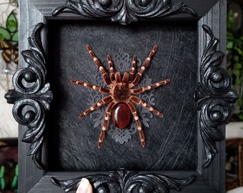 Framed tarantula Brazilian whiteknee with red tiger eye crystal / taxidermy tarantula goliath birdeater preserved spider