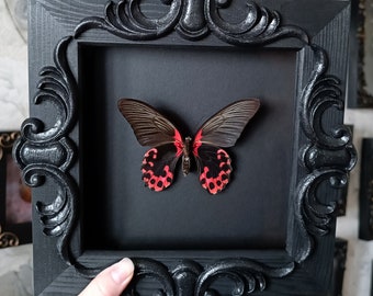 Framed butterfly taxidermy - Scarlet Mormon / gothic home decor witch decor wall taxidermy oddities victorian decor oddities and curiosities