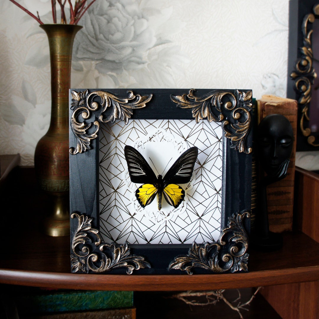 Insect Taxidermy Real Butterfly Frame / Wall Decor Butterfly Display