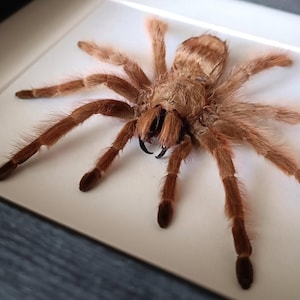 Real framed preserved spider Brazilian Giant Blonde Tarantula gothic home decor animal oddities and curiosities