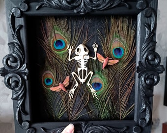 Real framed frog skeleton / insect taxidermy gothic home decor taxidermy oddities curiosities witchy frame