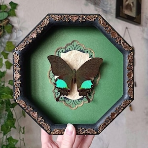 Real Framed Butterfly Artwork for Entomology Collection and Oddities Home Decor Lovers