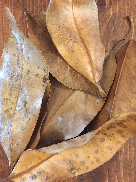 50 hojas secas de magnolia hojas hojarasca material del - Etsy España