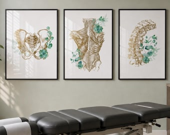 Chiropractor anatomy prints set of 3: Spine medical clinic wall art (Digital Download)