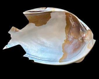 Abalone carved shell set of 6 kitsch fish entree caviar or savory dishes vintage 1970s
