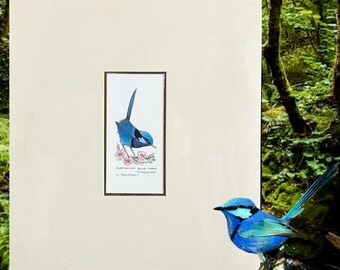Valerie M Pfeiffer Australian Blue Wren Turquoise sealed and signed print vintage 1990s