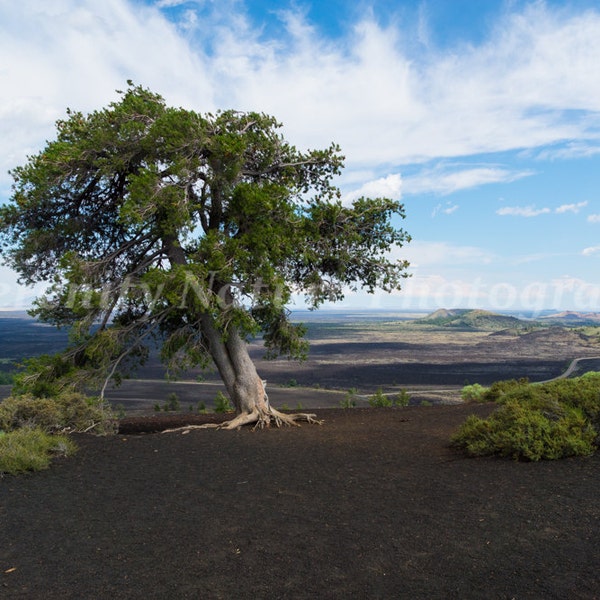 Inferno Cone With Single Limber Pine Tree