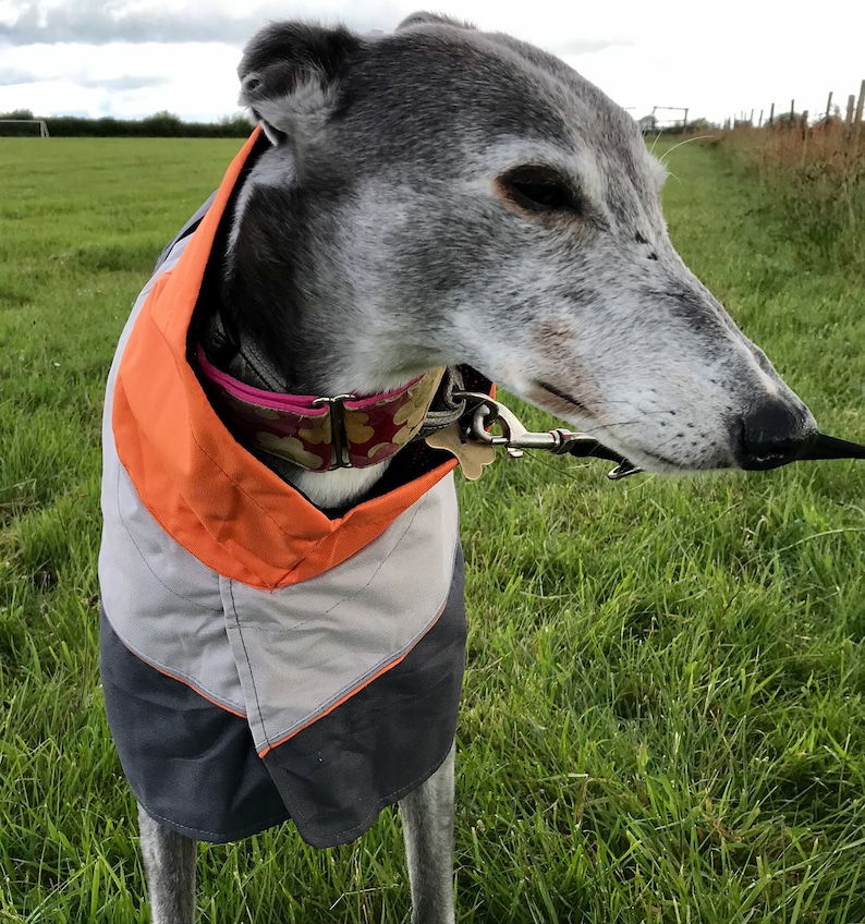 Greyhound Lurcher & Whippet Lightweight Waterproof Rain Coat/Jacket with chest bib, fully lined, Greyt Sweaters. Orange/Grey Colour image 9