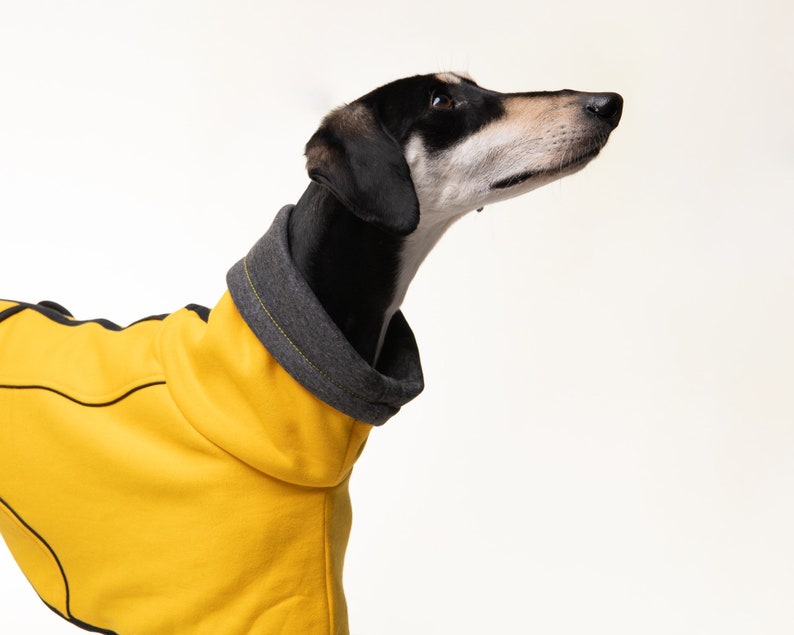 May include: A black and tan dog wearing a yellow hooded sweater with black trim. The dog is looking up and to the right.