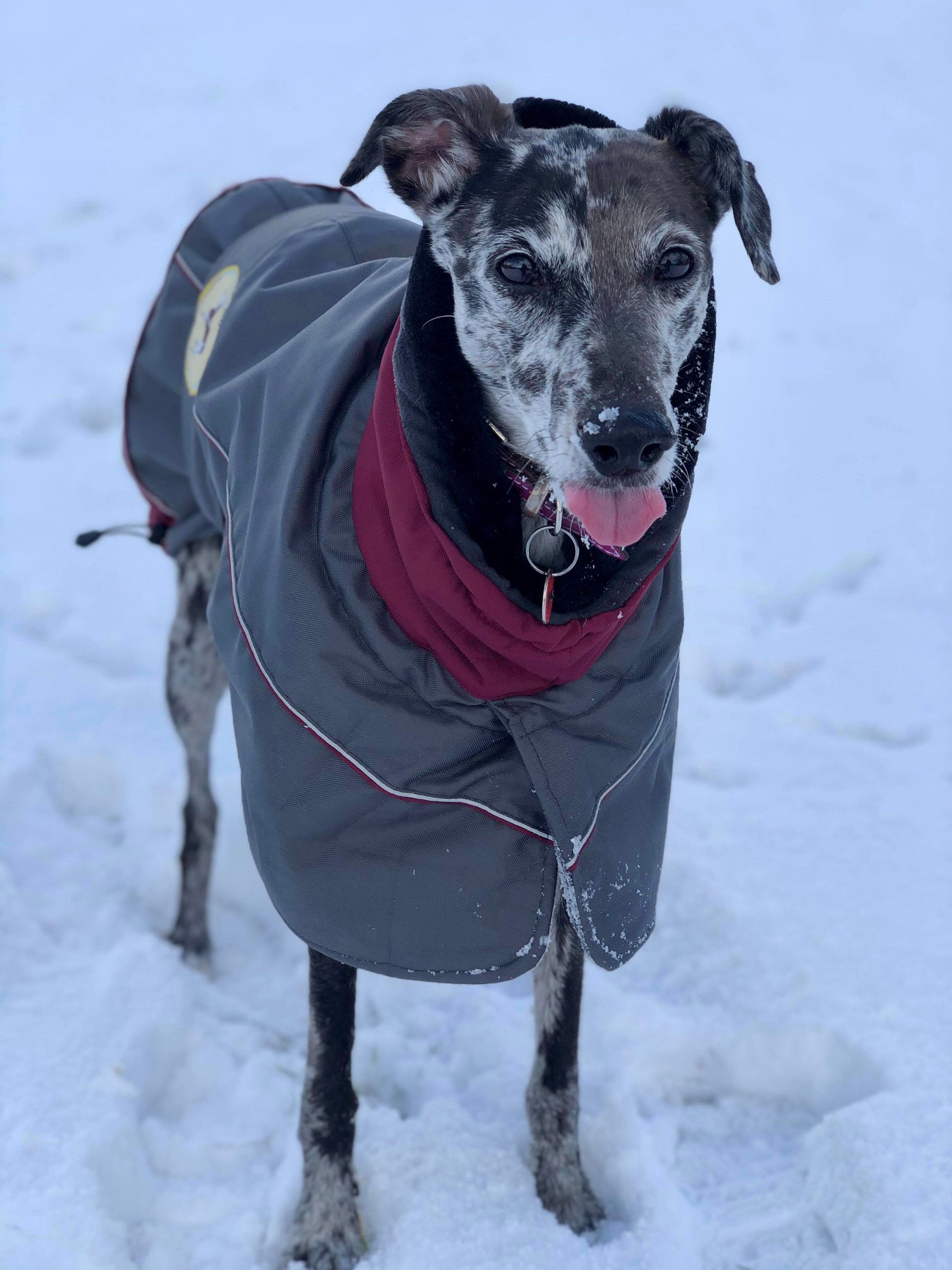 Lurcher winter best sale coats