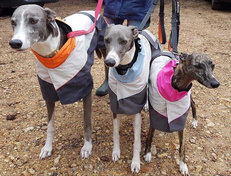 Greyhound Lurcher & Whippet Lightweight Waterproof Rain Coat/Jacket with chest bib, fully lined, Greyt Sweaters. Orange/Grey Colour image 4