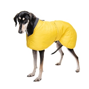 May include: A black and tan dog wearing a bright yellow quilted dog coat. The dog is standing on a white background.