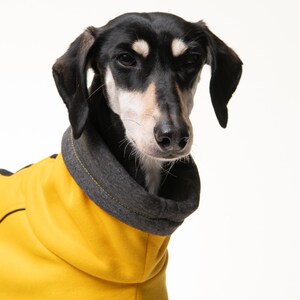 May include: A black and tan dog wearing a yellow hooded sweater with a gray trim. The dog is looking at the camera with a serious expression.