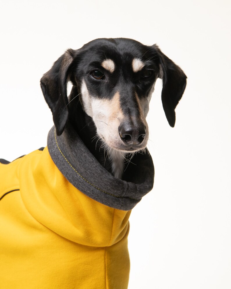 May include: A black and tan dog wearing a yellow hooded sweater with a gray trim. The dog is looking at the camera with a serious expression.
