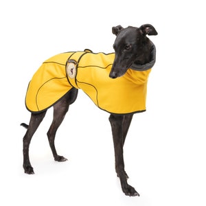 May include: A black Greyhound dog wearing a yellow dog coat with black trim. The coat has a small, round, brown patch on the left side of the chest.