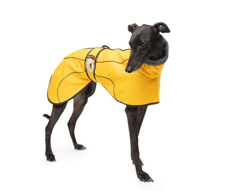 May include: A black Greyhound dog wearing a yellow dog coat with black trim. The coat has a small, round, brown patch on the left side of the chest.