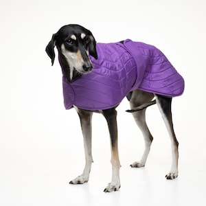 May include: A black and tan dog wearing a purple quilted dog coat. The dog is standing on a white background.